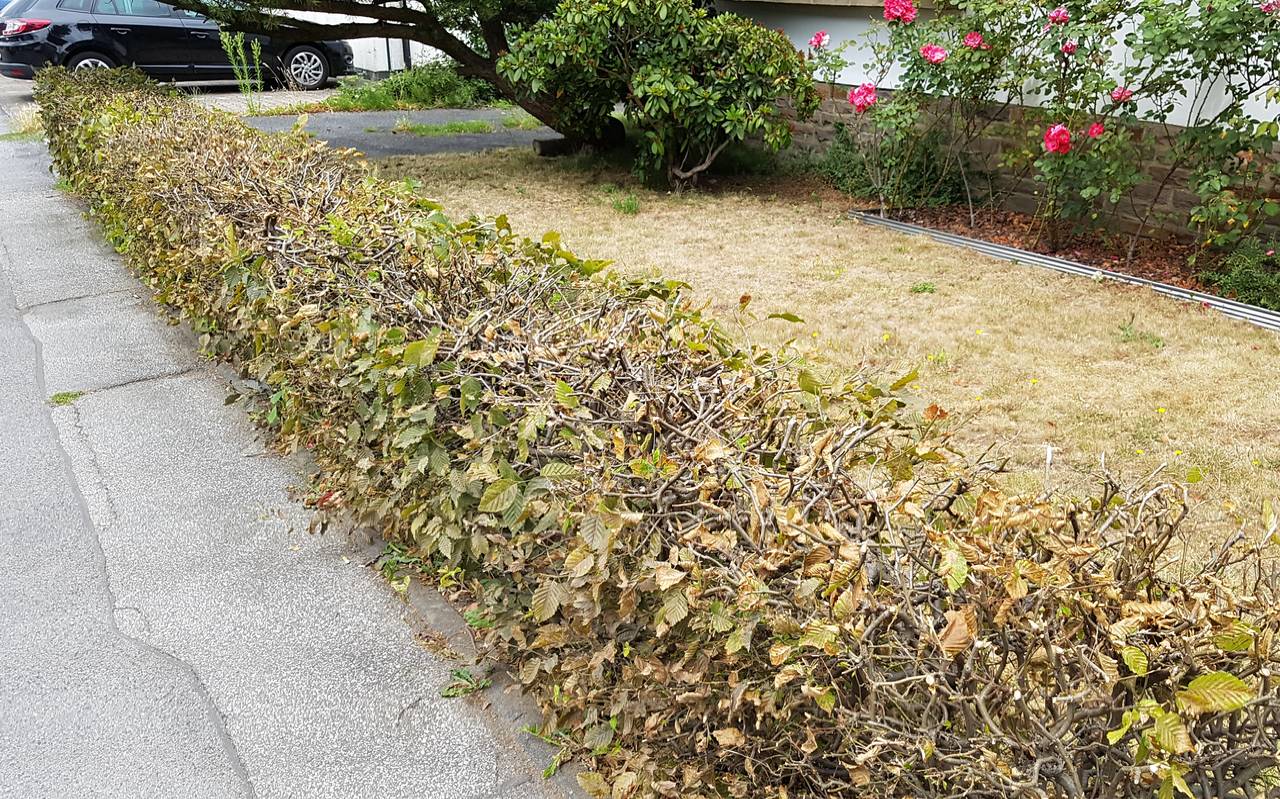 Hecke trocken