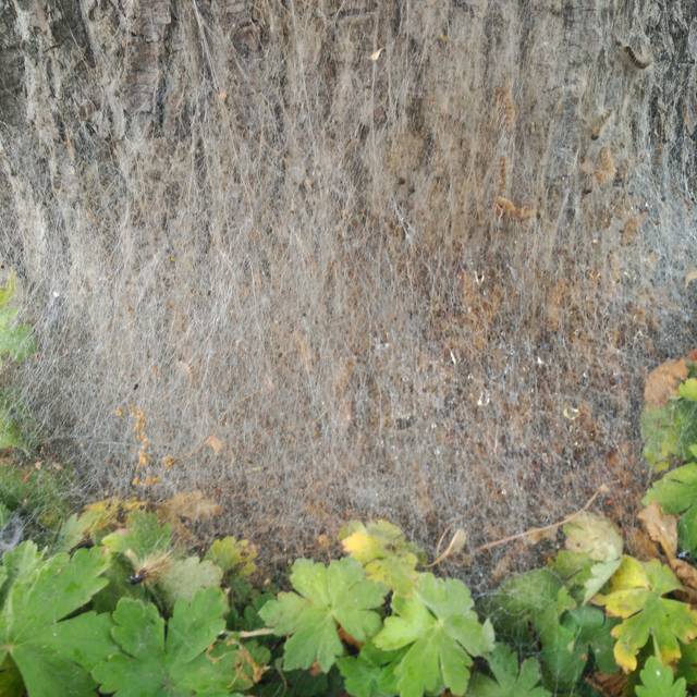 Nest Eichenprozessionsspinner OB Sterkrade Höhenweg