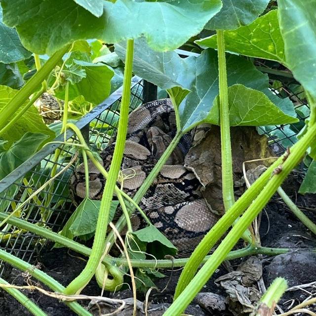 Frau entdeckt Würgeschlange im heimischen Kompost