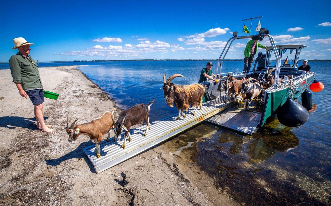 Ziegen ziehen auf Boot zur Insel Walfisch um