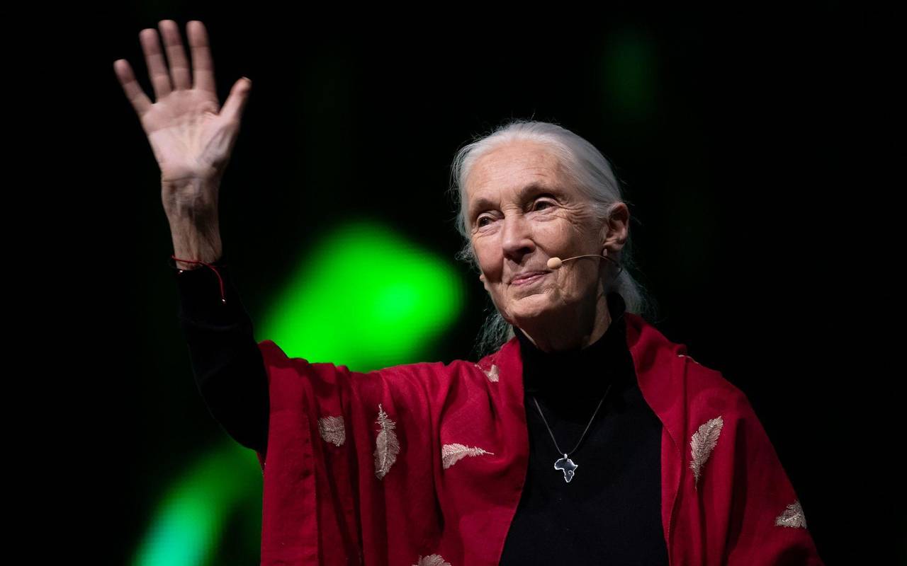 Primaten-Forscherin Jane Goodall ist tot