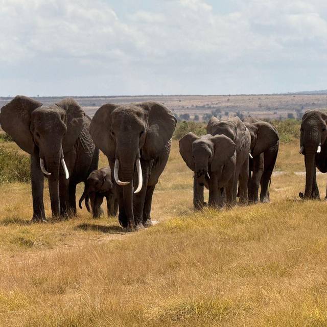 Elefanten in Afrika