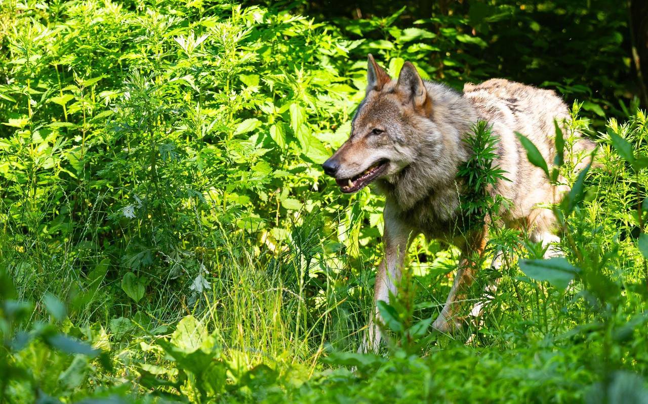 Wolf