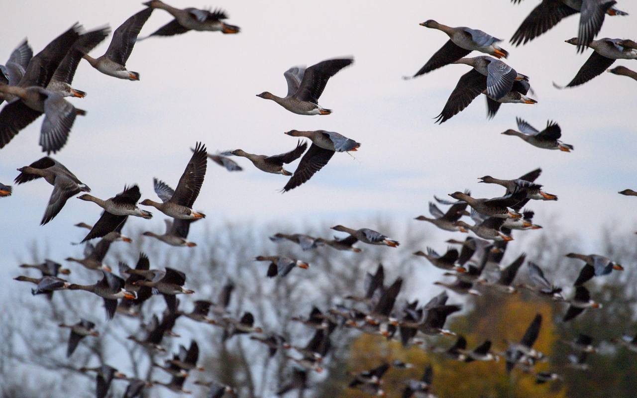 Vogelgrippe
