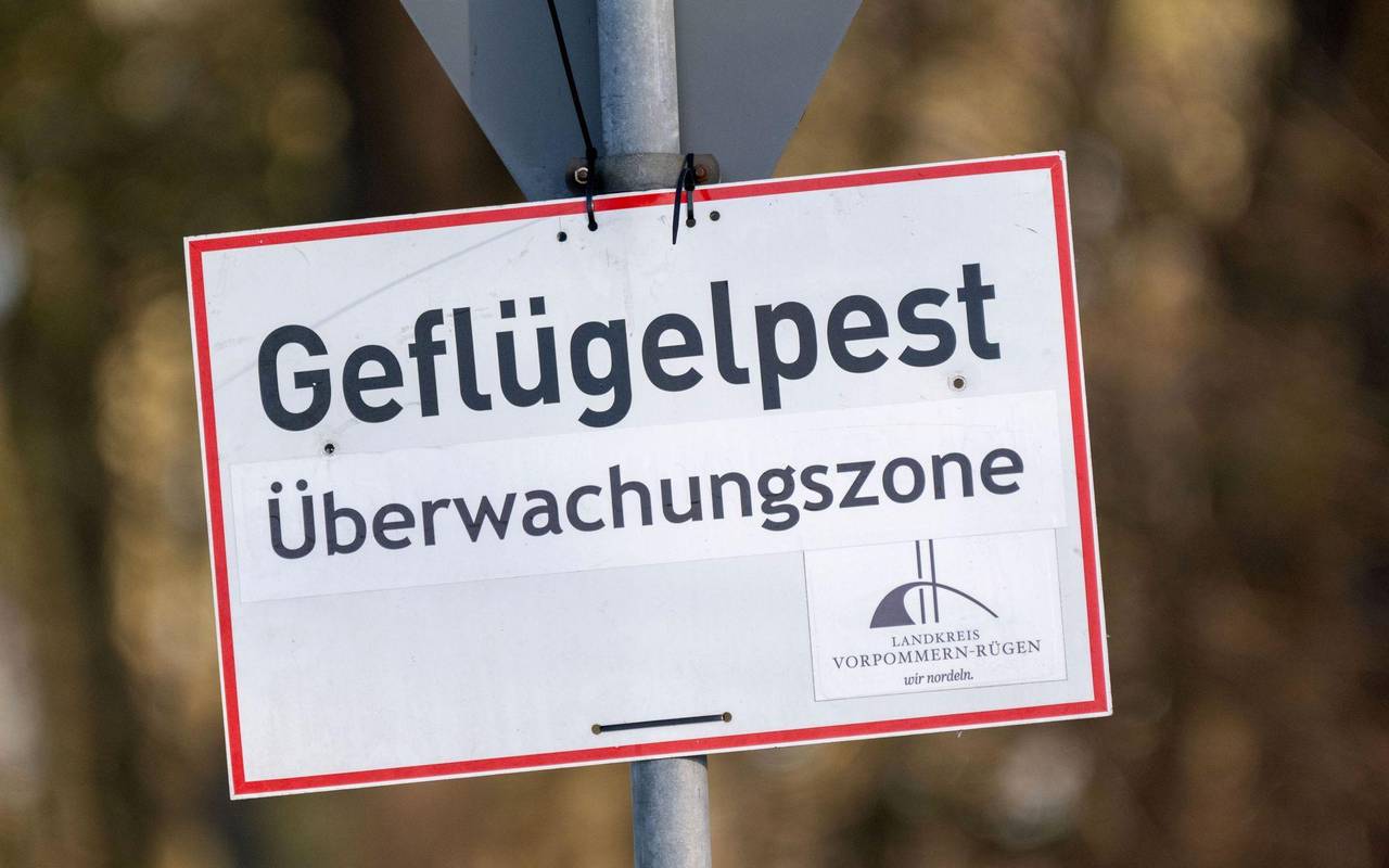 Vogelgrippe