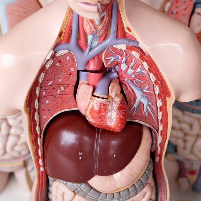 Das Anatomische Modell eines Menschen mit dem Herz in der Mitte
