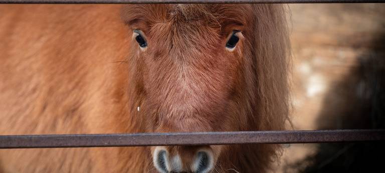 Pferde im Hexbachtal vergiftet - PETA setzt Belohnung aus