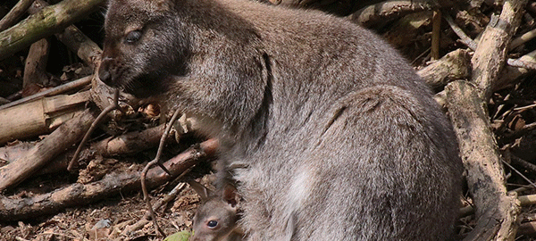 Känguru-Nachwuchs im Zoo Duisburg