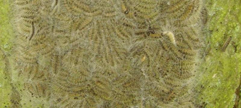 Sprühaktion gegen den Eichenprozessionsspinner