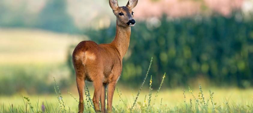 Wilderer leisten Widerstand