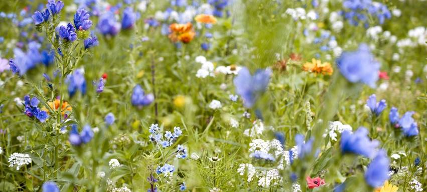 Geld für Naturprojekte