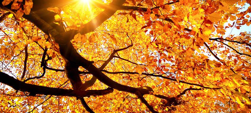 WBO sammeln Laubsäcke ein