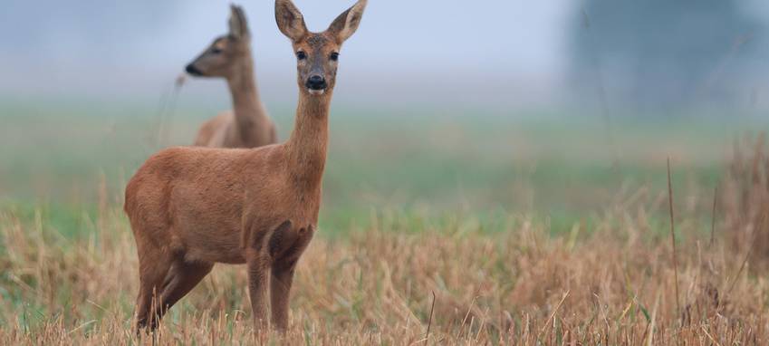 Aktuell mehr Wildwechsel und Unfallgefahr