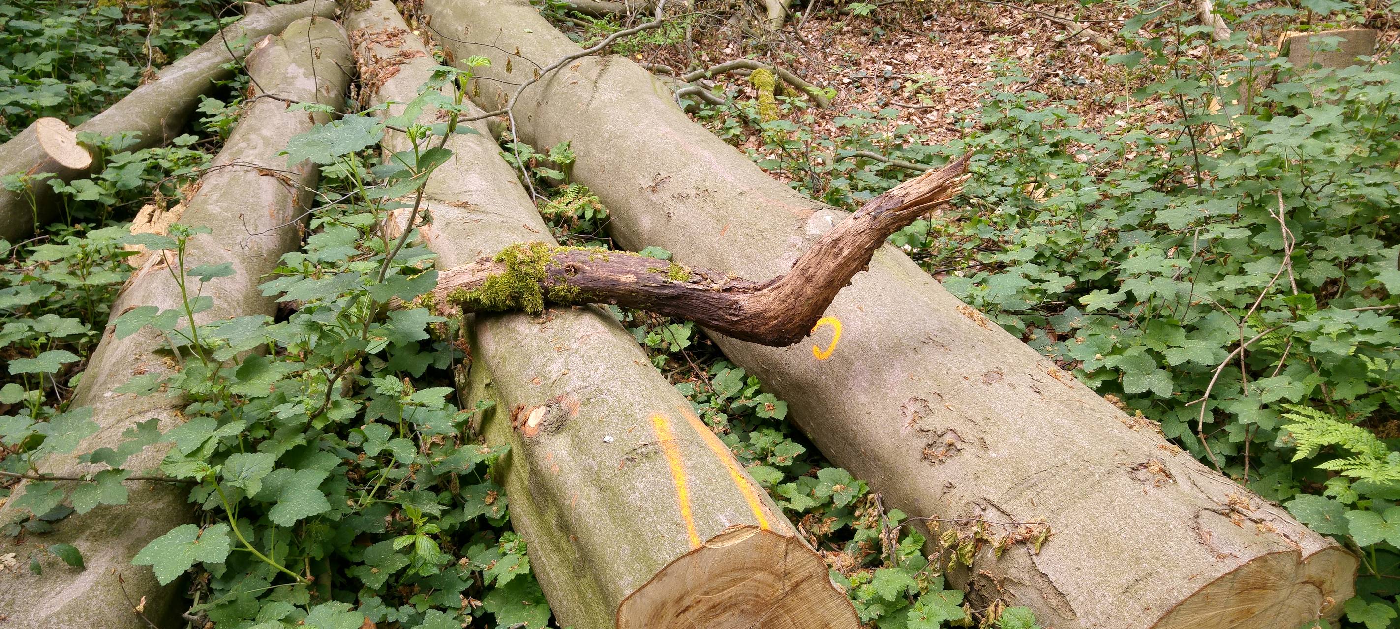 Baumfällungen in Höhe der Autobahnauffahrt Holten