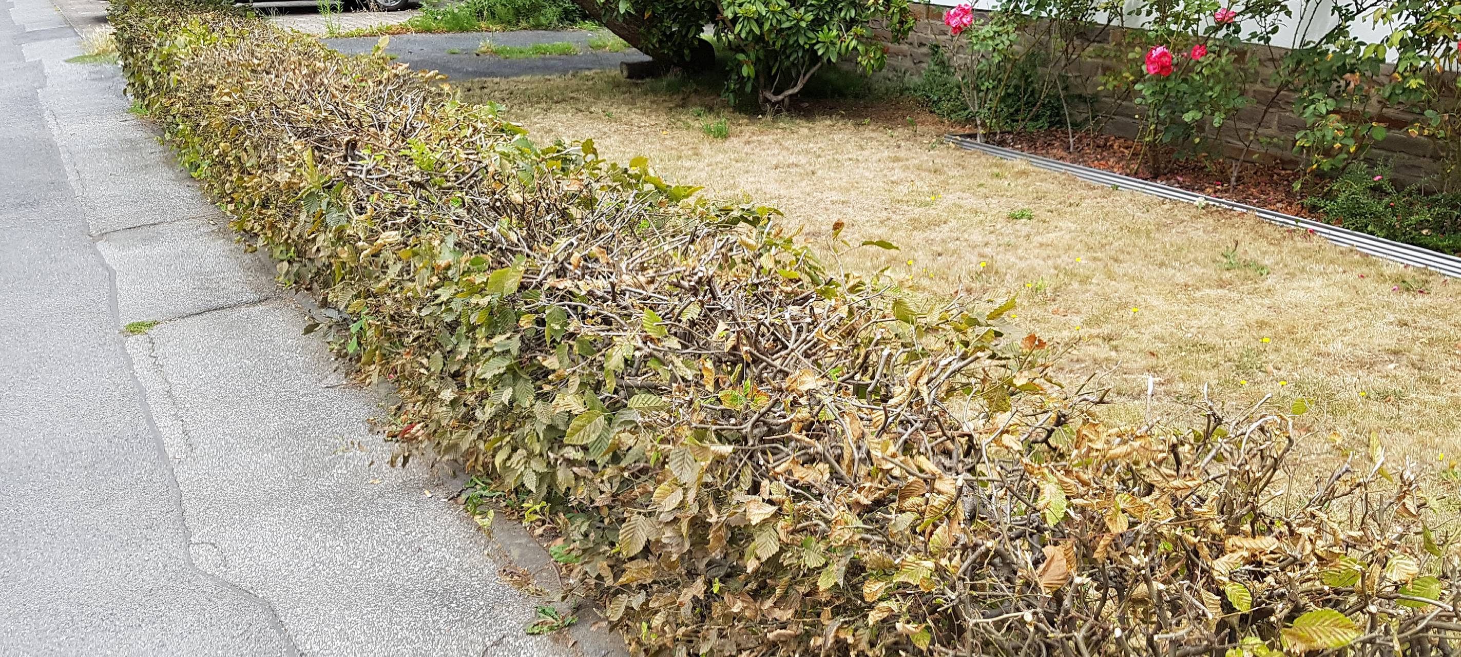 Hecke trocken