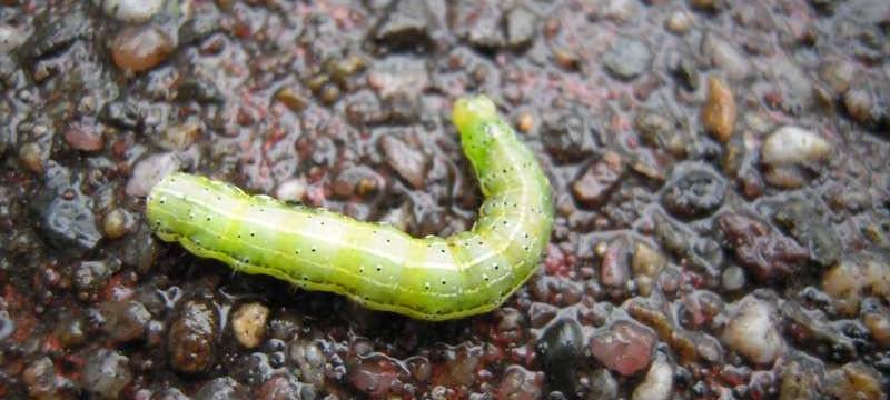 Gefährliche Raupen an Autobahnrastplätzen