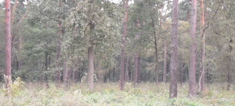 Bagger im Sterkrader Wald