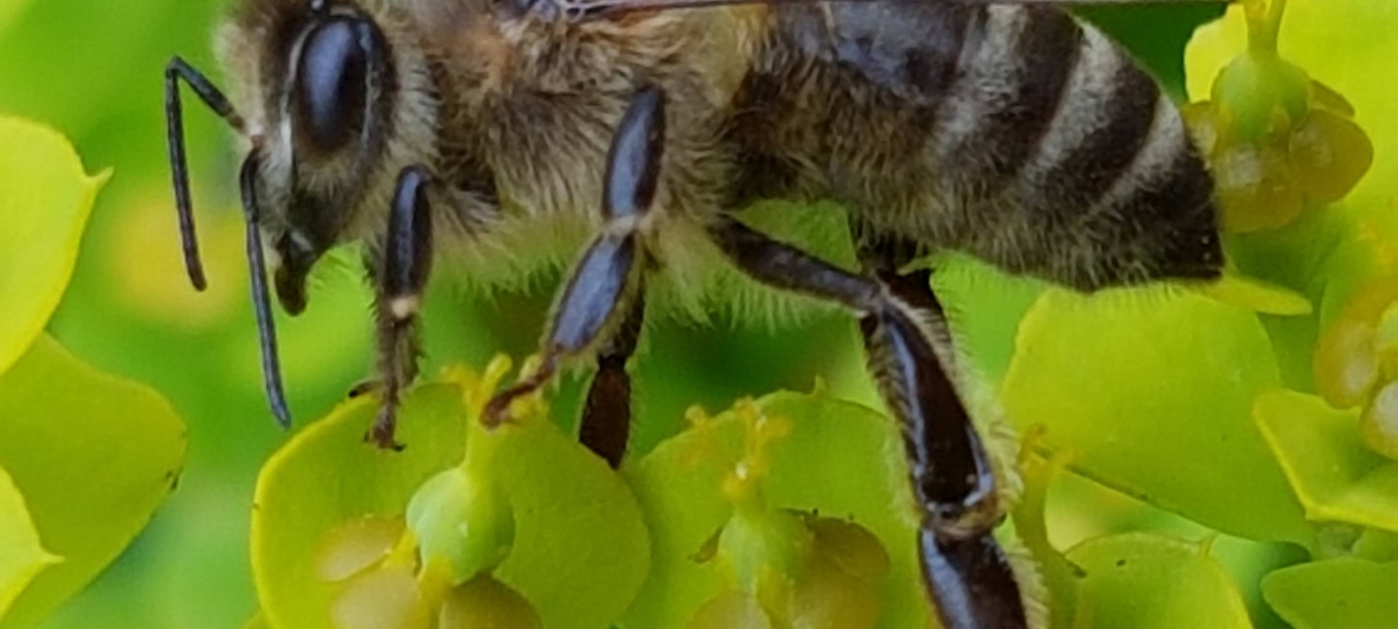 Imker stellen ihre Arbeit vor