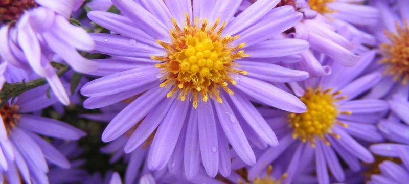 Pflanzentauschbörse am Haus Ripshorst