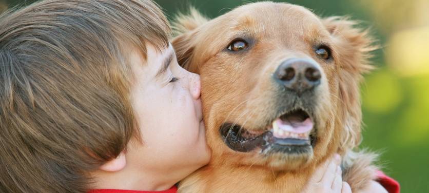 Silvester-Feuerwerk verängstigt viele Haustiere