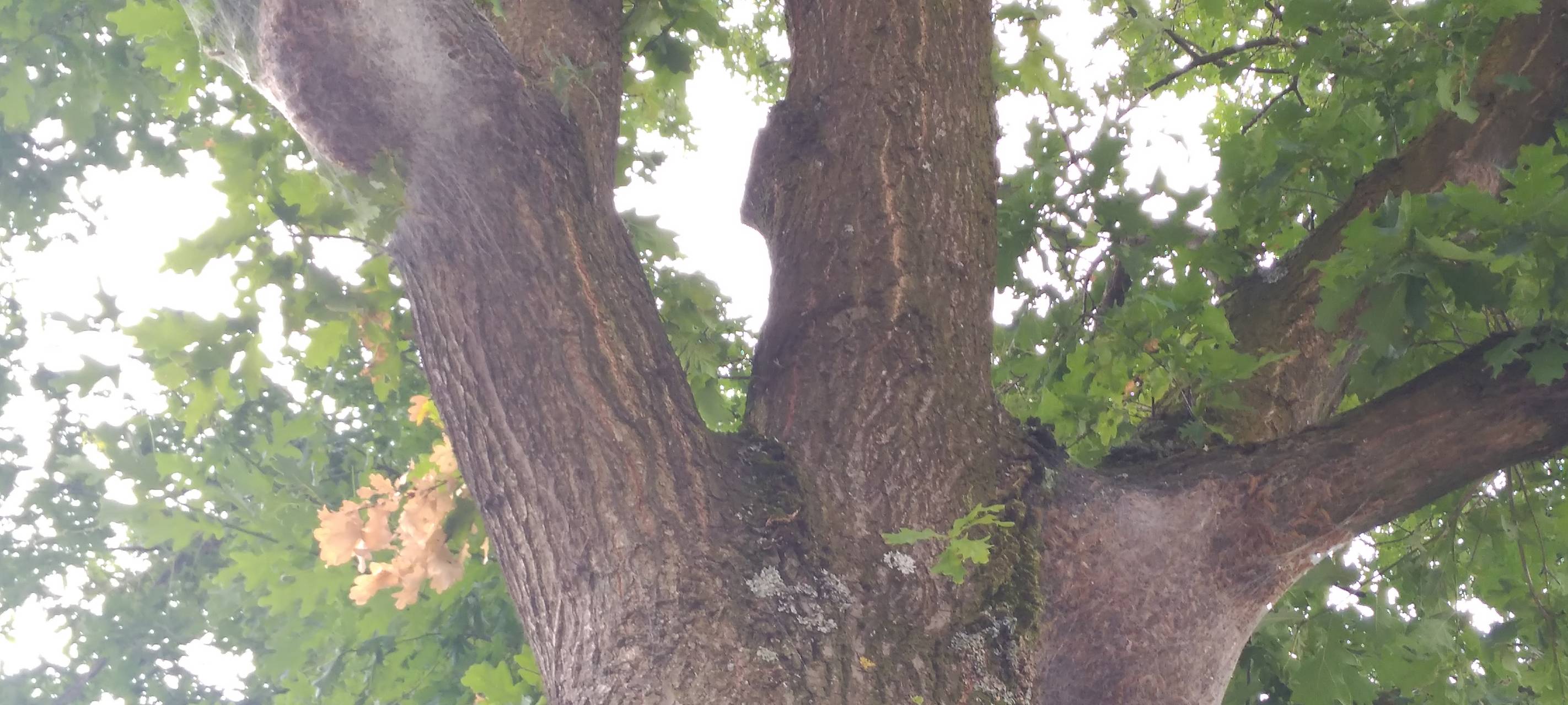 Nest Eichenprozessionsspiner OB Sterkrade Höhenweg