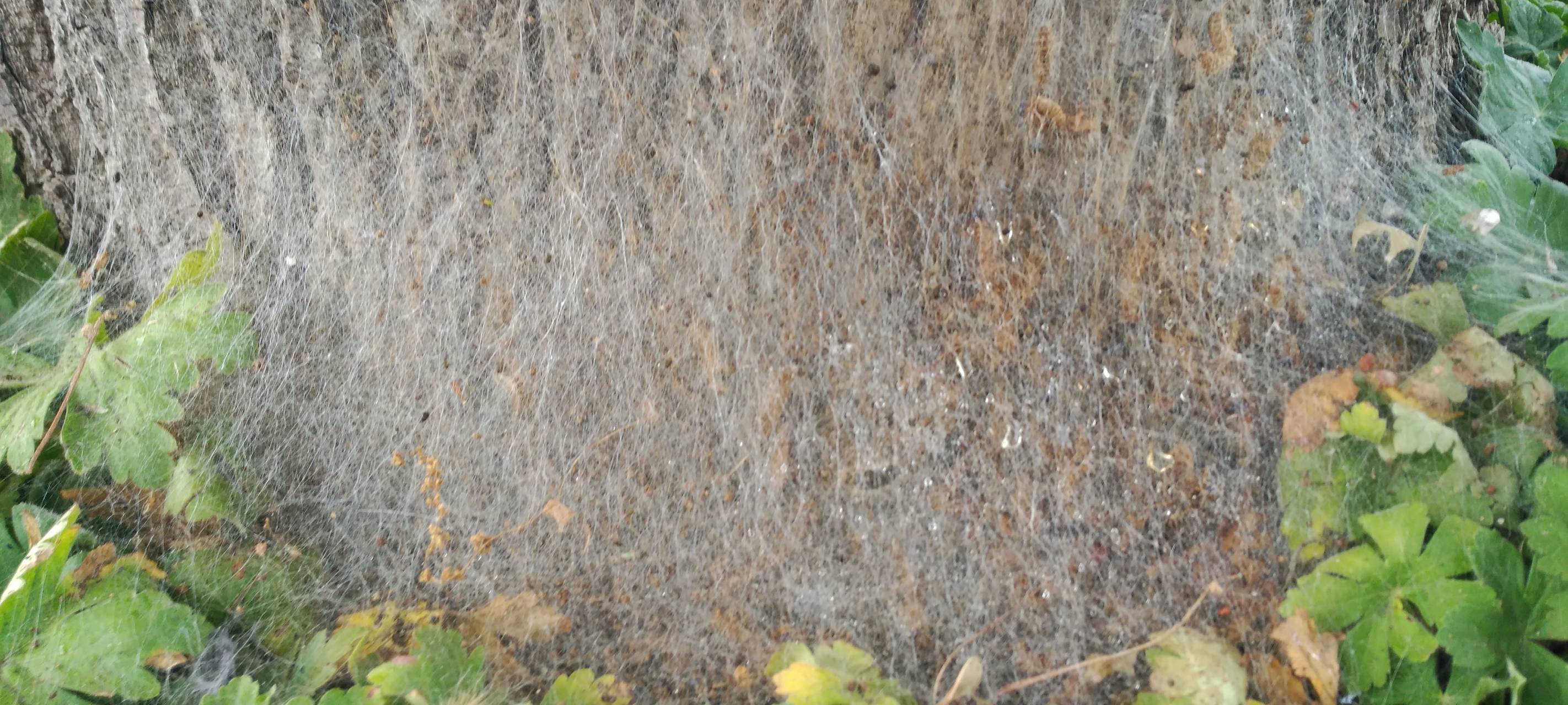 Nest Eichenprozessionsspinner OB Sterkrade Höhenweg