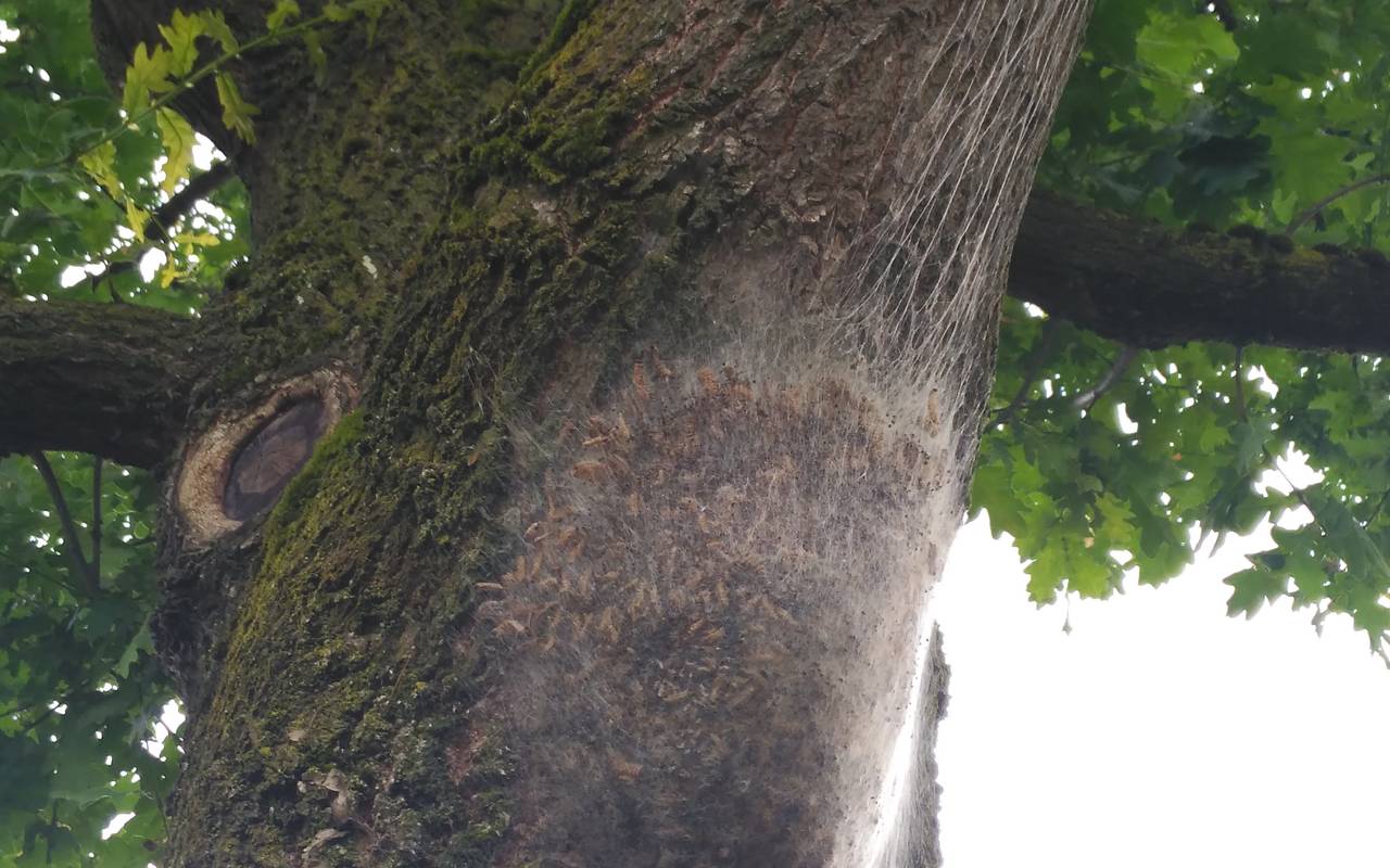 Meisen Sollen Gegen Den Eichenprozessionsspinner Helfen Radio