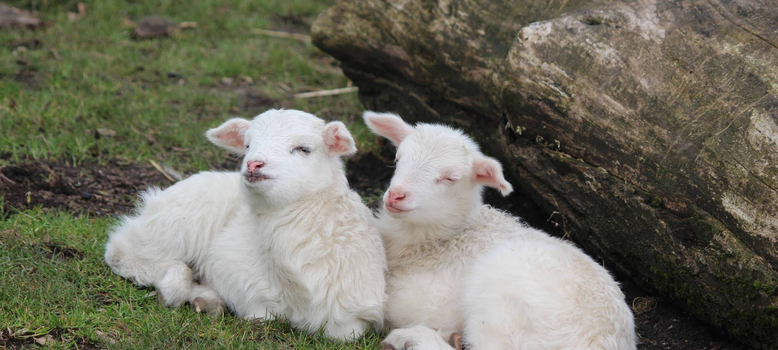 Tiere im Kaisergarten bekommen heute Besuch