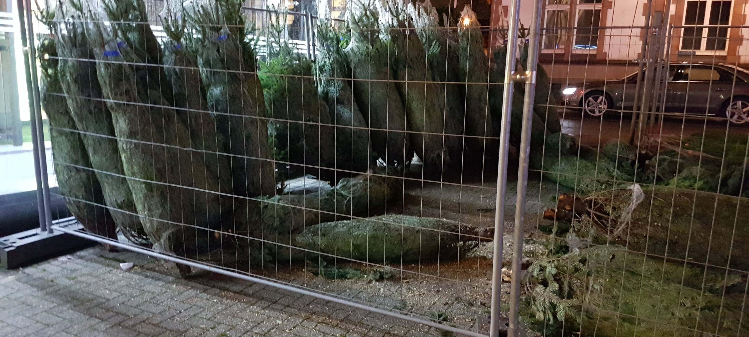 Müllabfuhr nimmt die Weihnachtsbäume mit