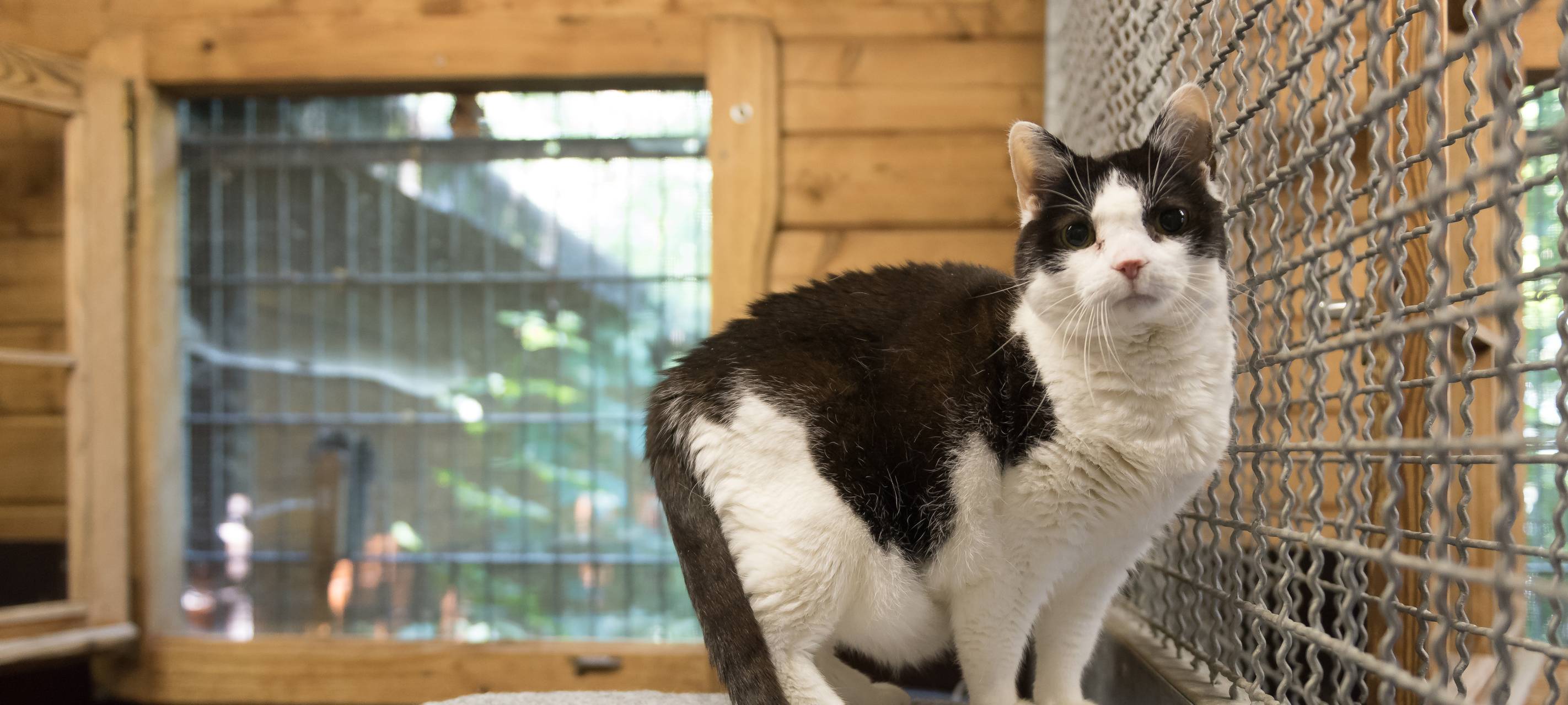 Kein Publikumsverkehr im Tierheim