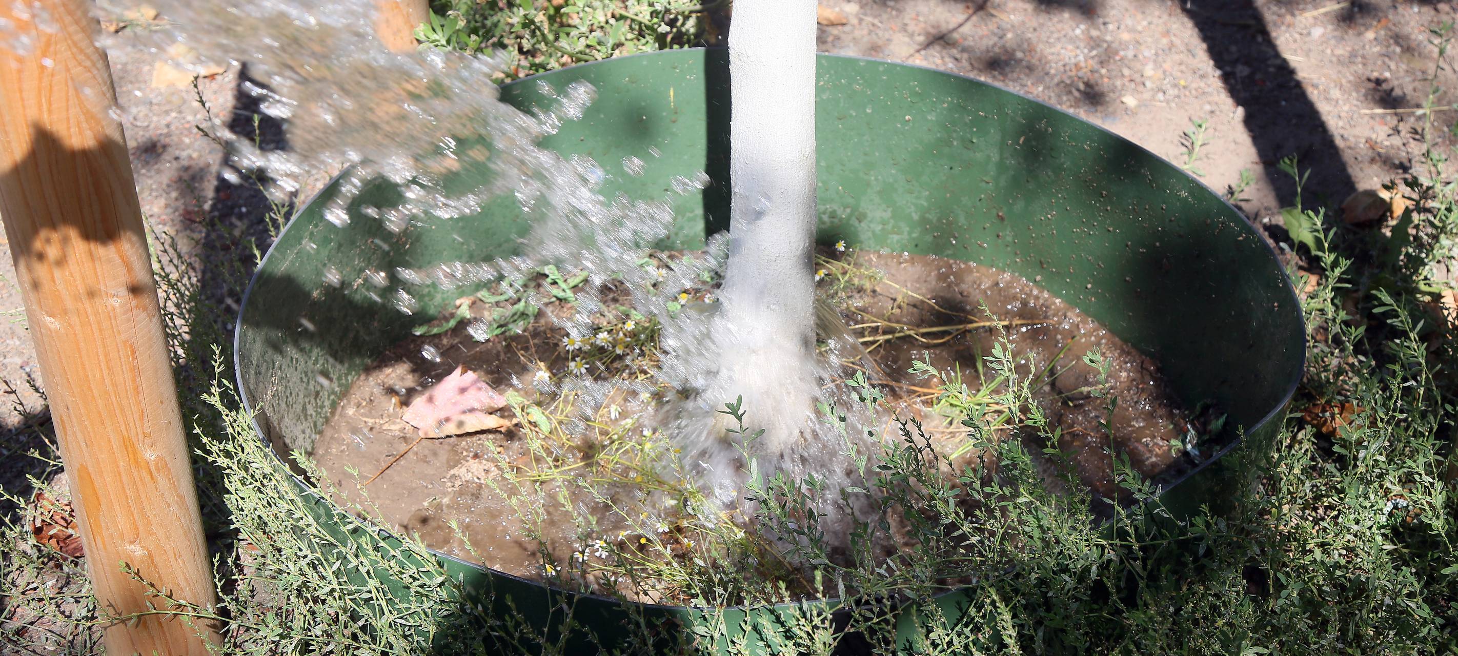 Neue Bäume für Oberhausen