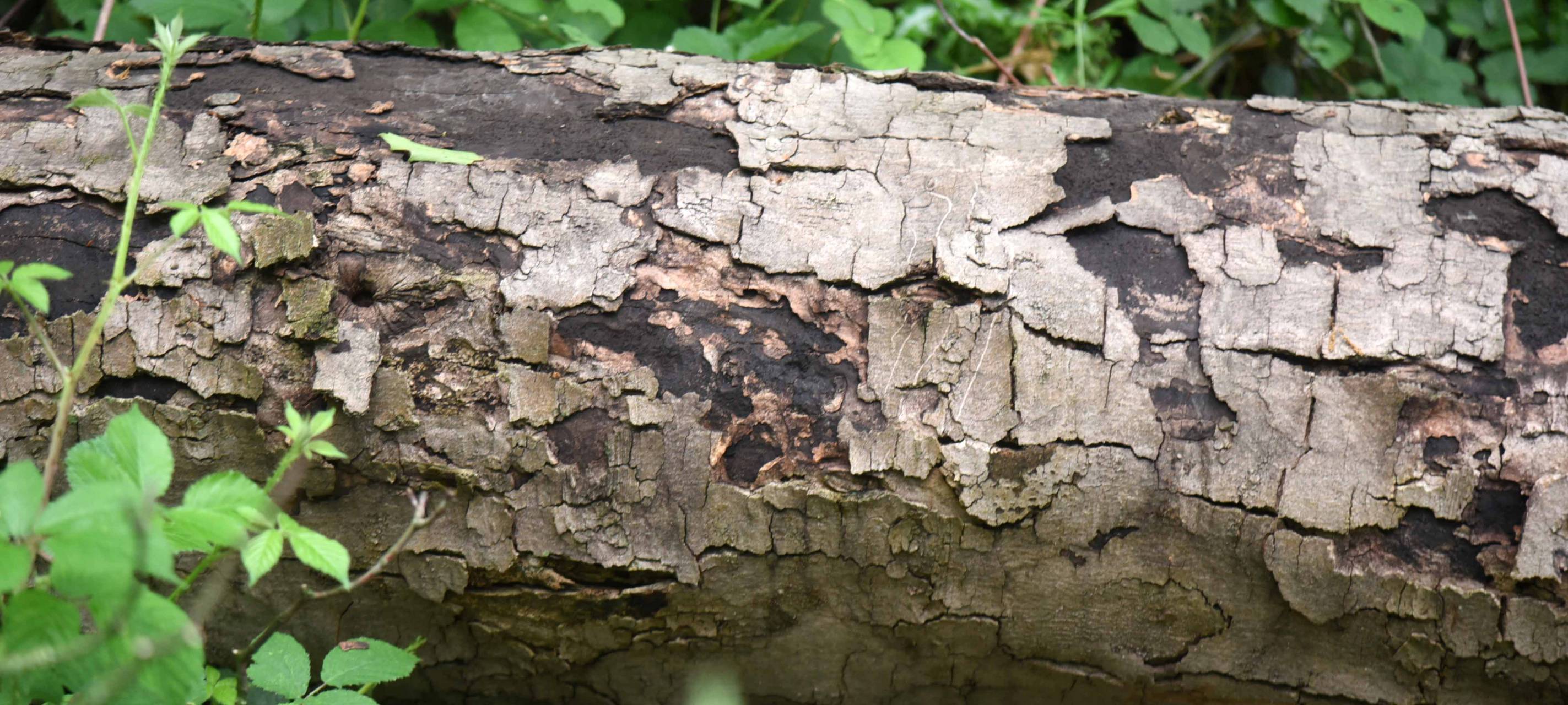 Kranke Ahornbäume müssen gefällt werden