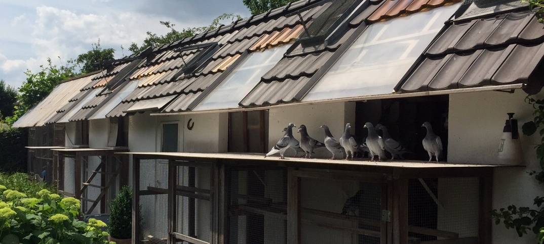 Friedensplatz: Taube offenbar mit Sektflasche erschlagen