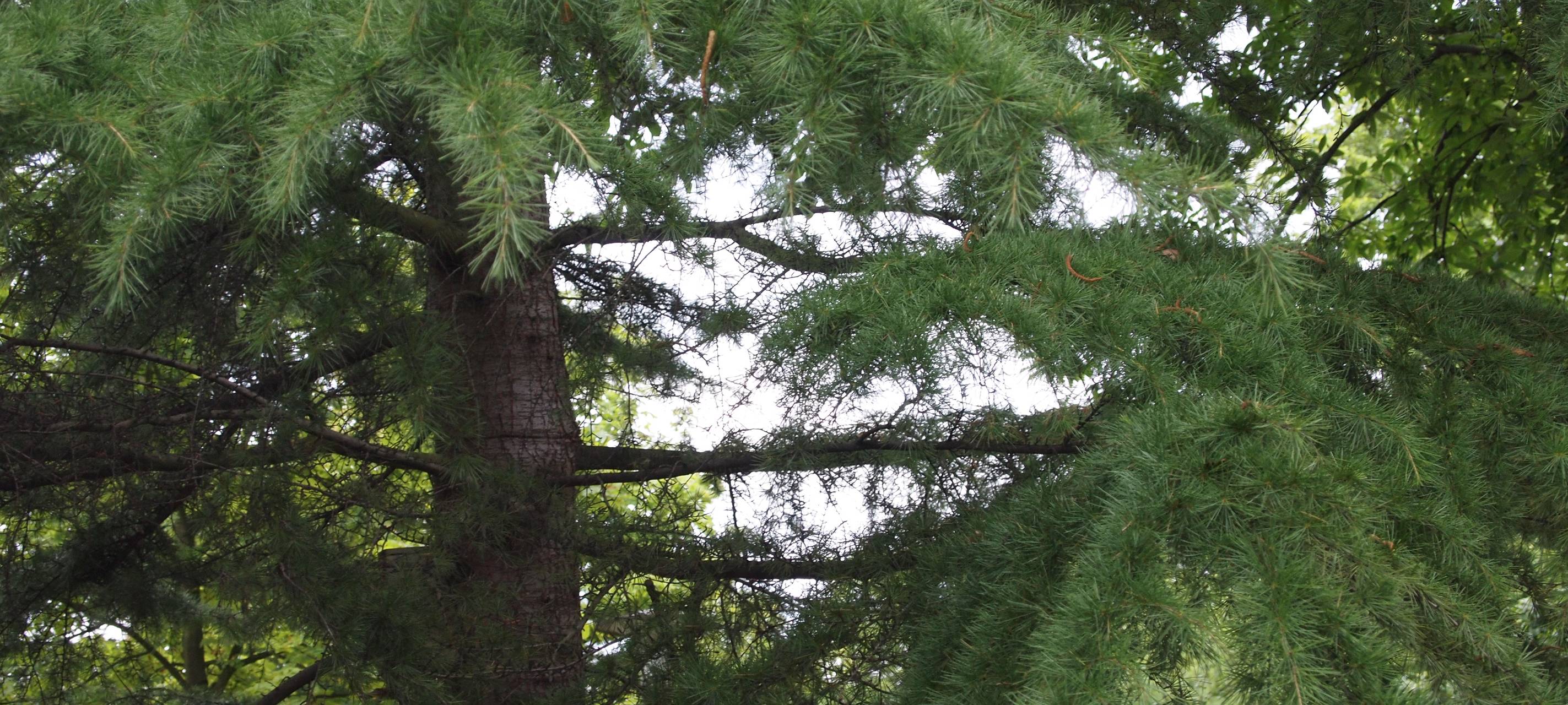 Stadt stoppt Bagger im Sterkrader Wald