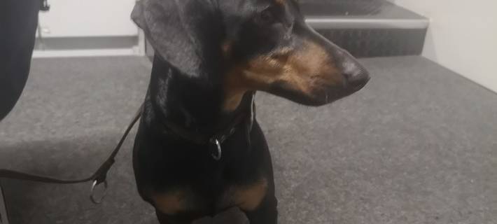 Dackel ist Kronzeuge nach Unfallflucht