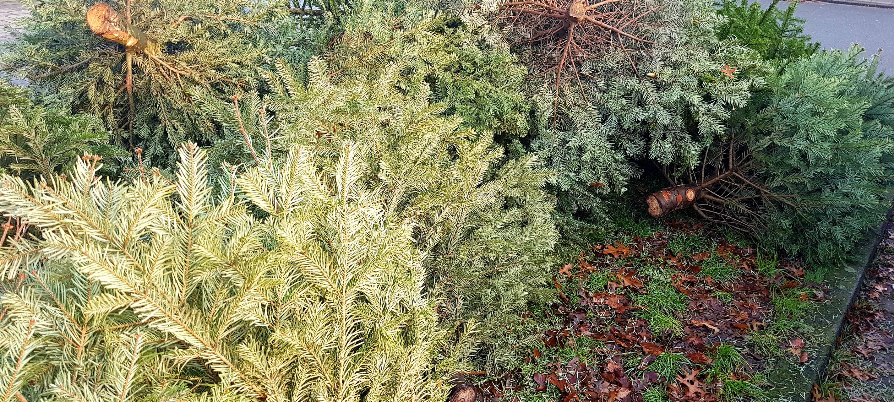Abfuhr der Tannenbäume steht an