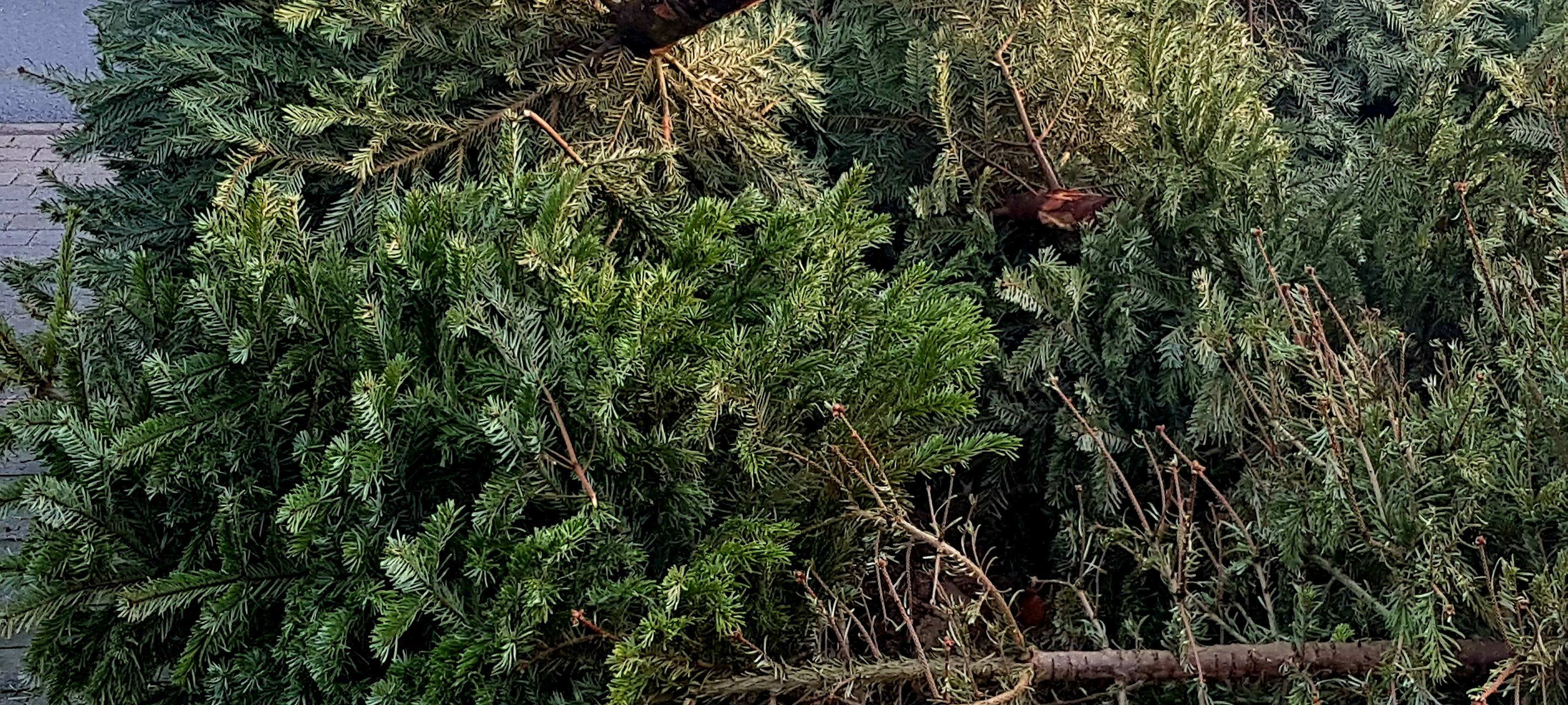 Abholung der Tannenbäume in KW 2