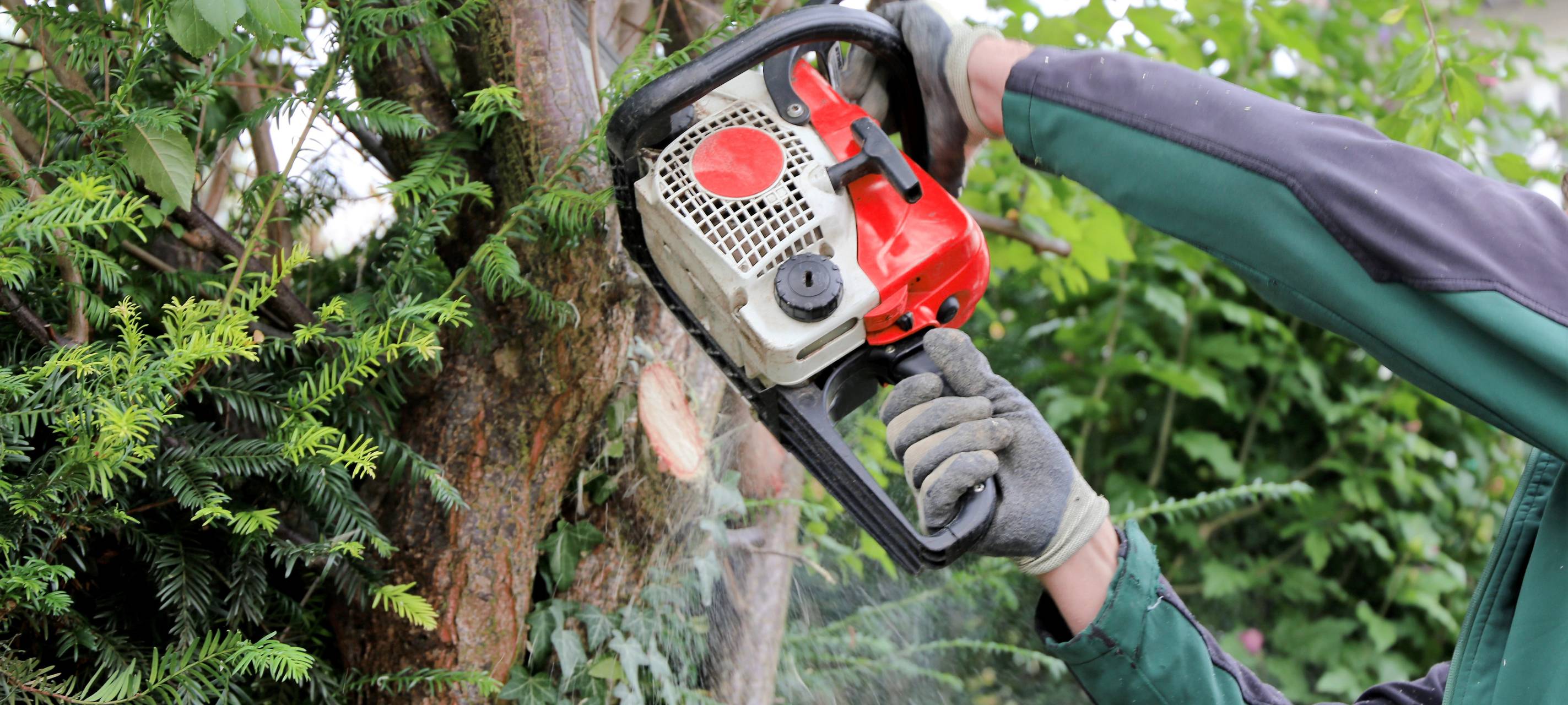 Über 60 Bäume müssen weg