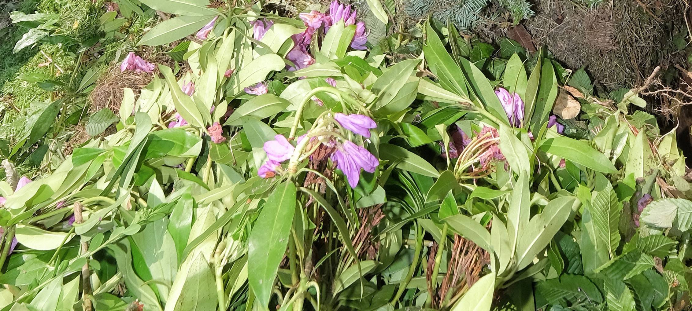 Neue Grünschnitt-Annahmestelle in den Osterferien