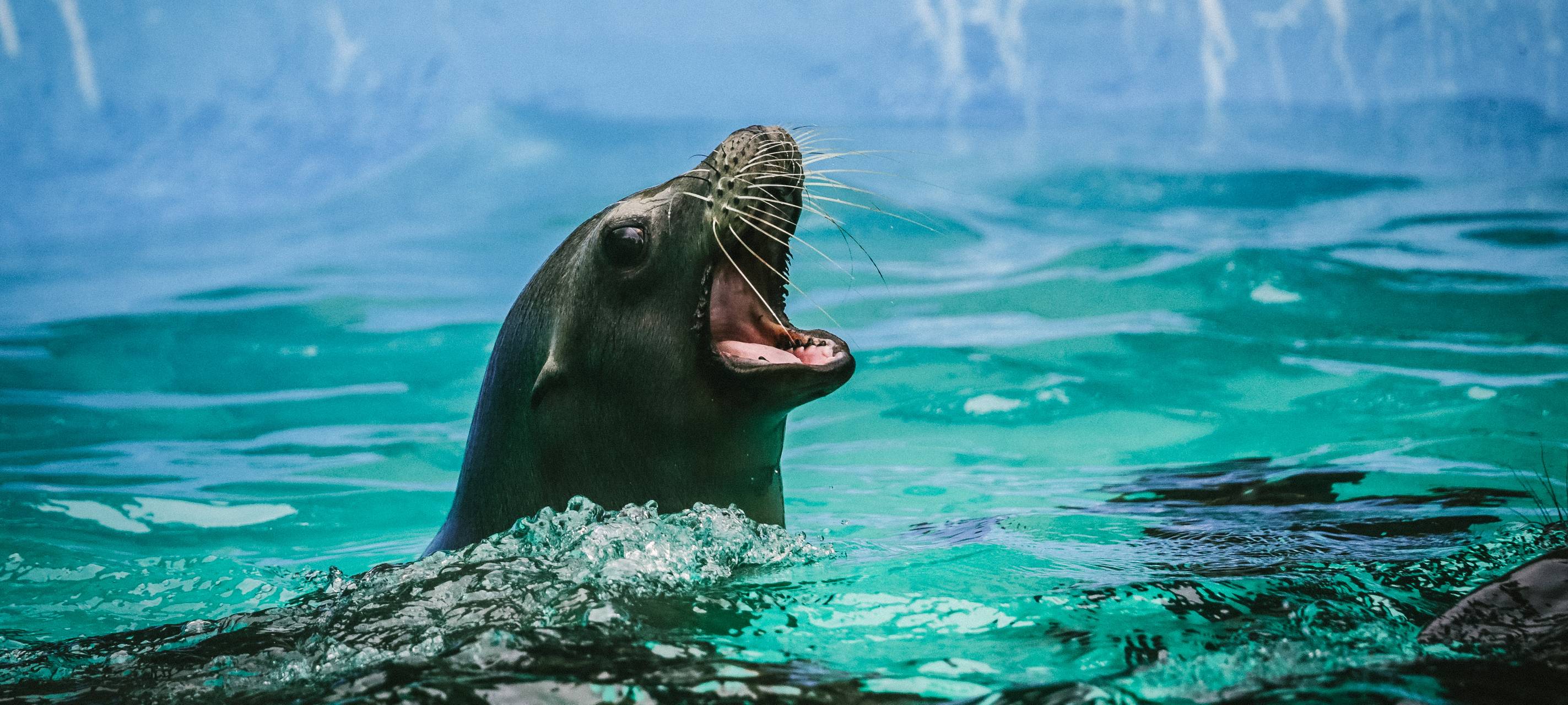 Zoo Duisburg: Futterhelden gesucht