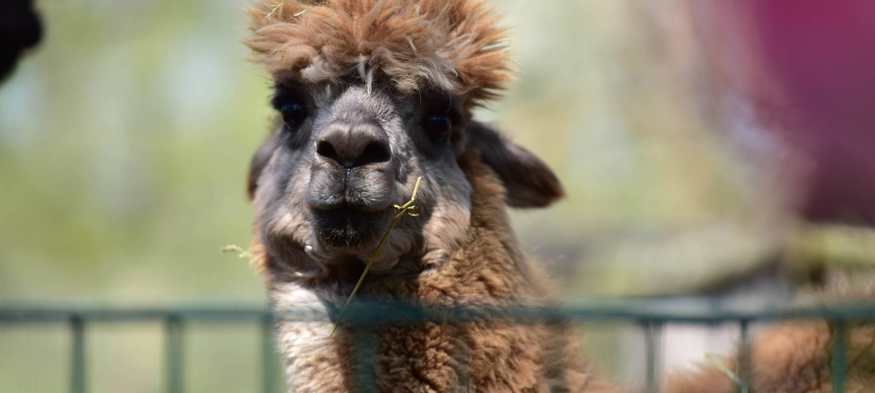 Tiergehege macht wieder früher zu