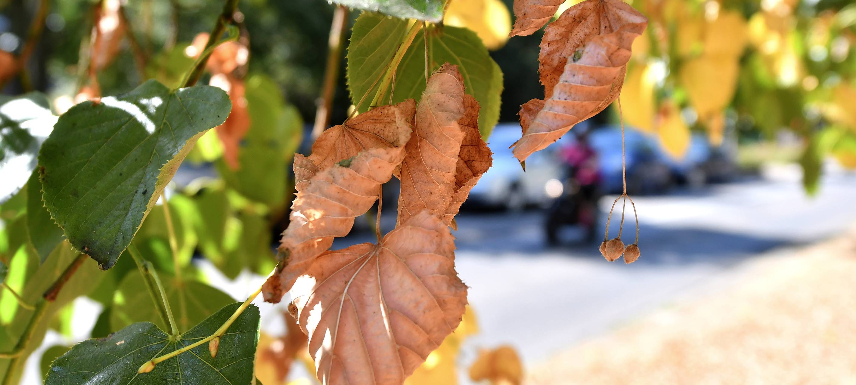 Neue Bäume im ganzen Stadtgebiet