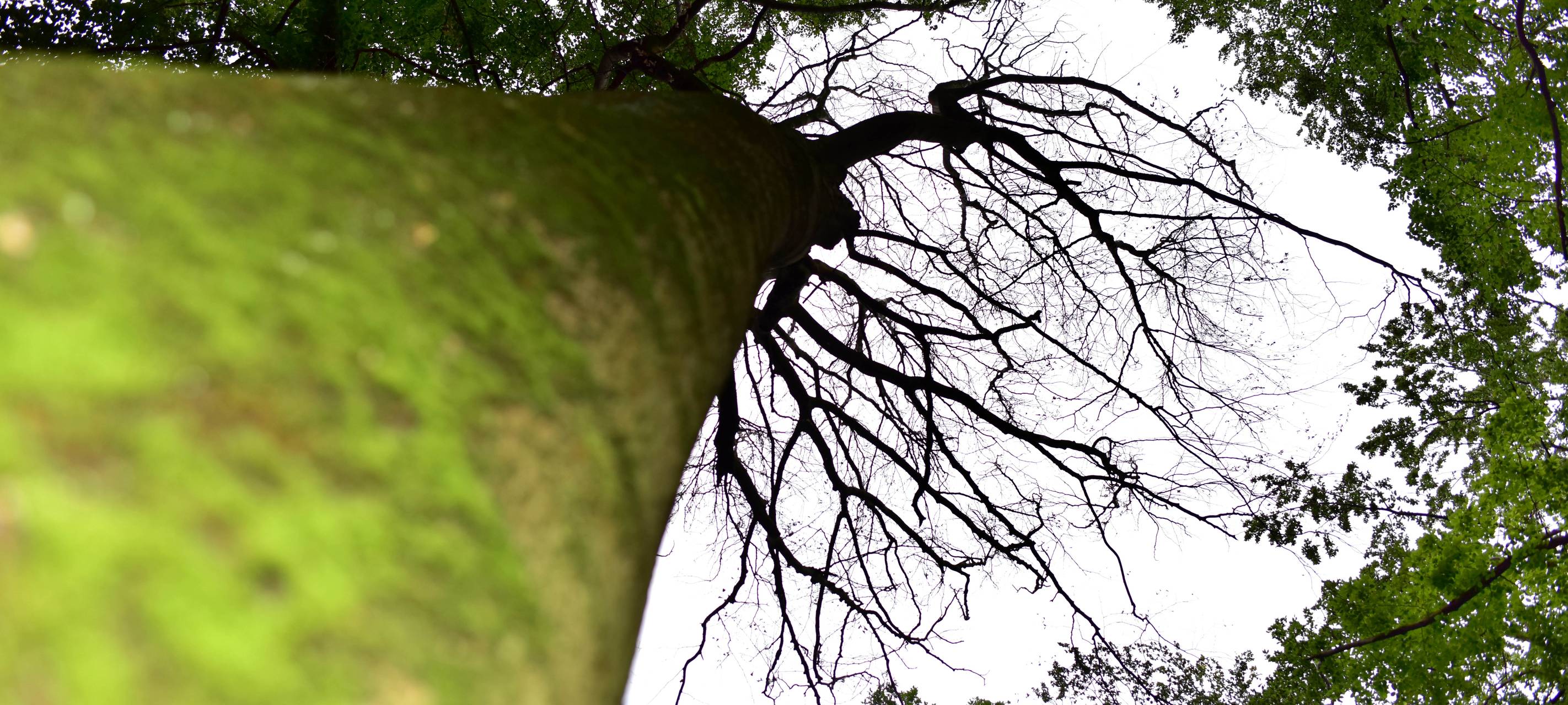 Hitzeschäden deutlich sichtbar