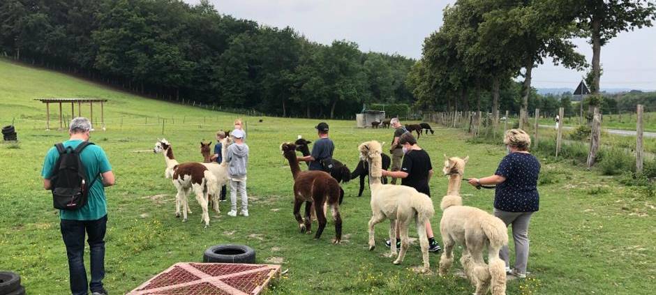Alpaka-Wanderung in Arnsberg-Wennigloh und in Winterberg-Züschen