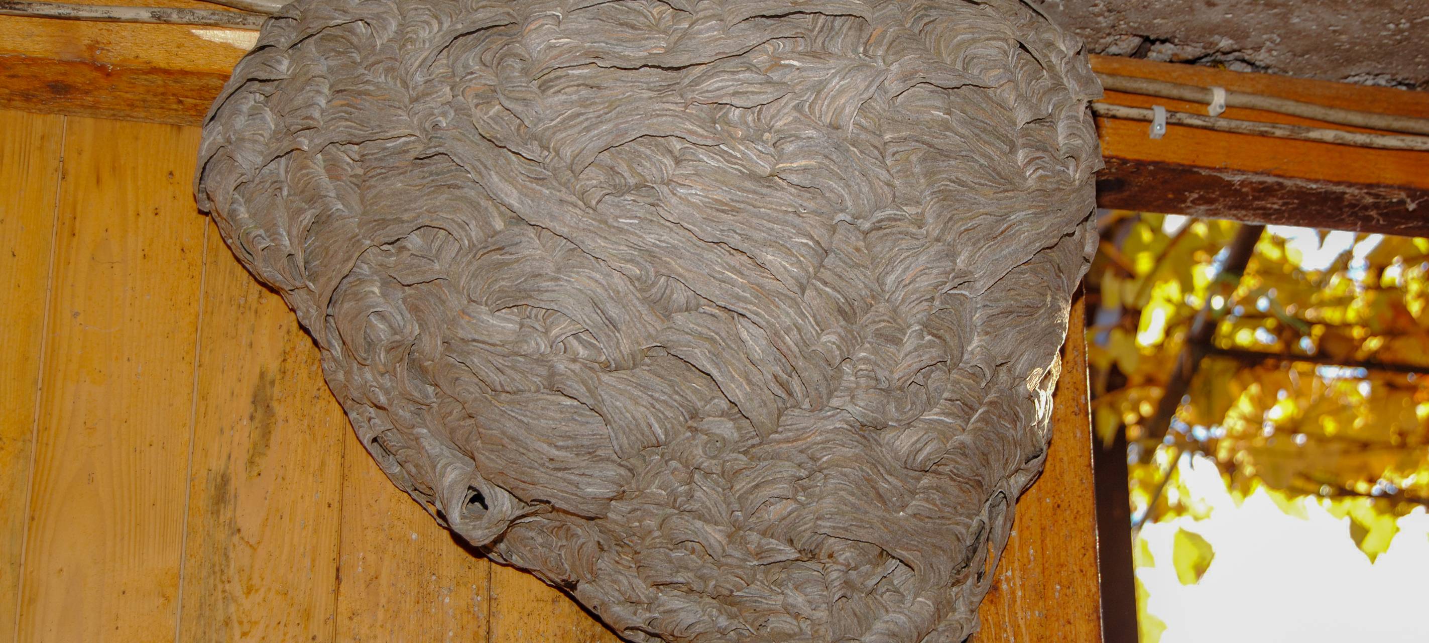 Wespennester: Unseriöse Anbieter kassieren ab