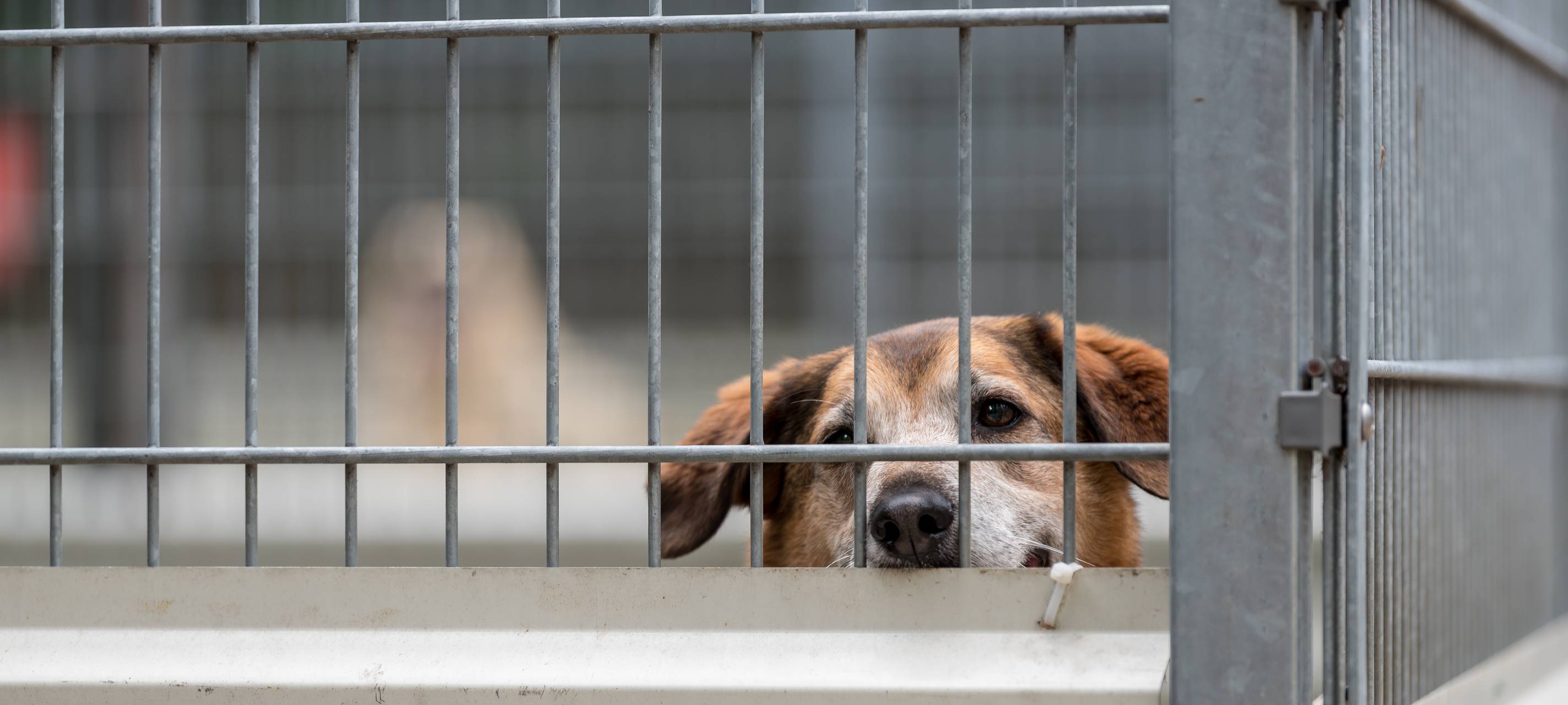Tierheim-Neubau verzögert sich