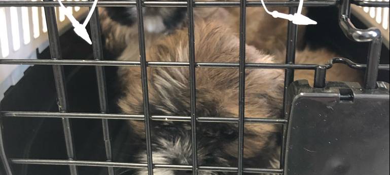 Anzeige gegen mutmaßlichen Tierquäler