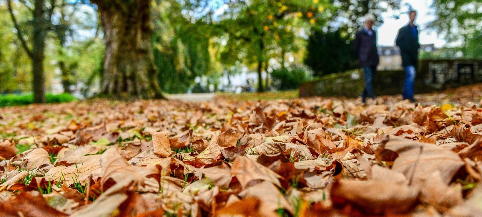 Große Laubsammlung startet