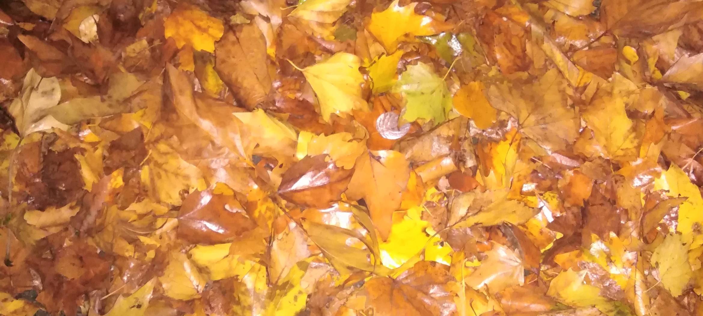 Laubsäcke werden abgeholt