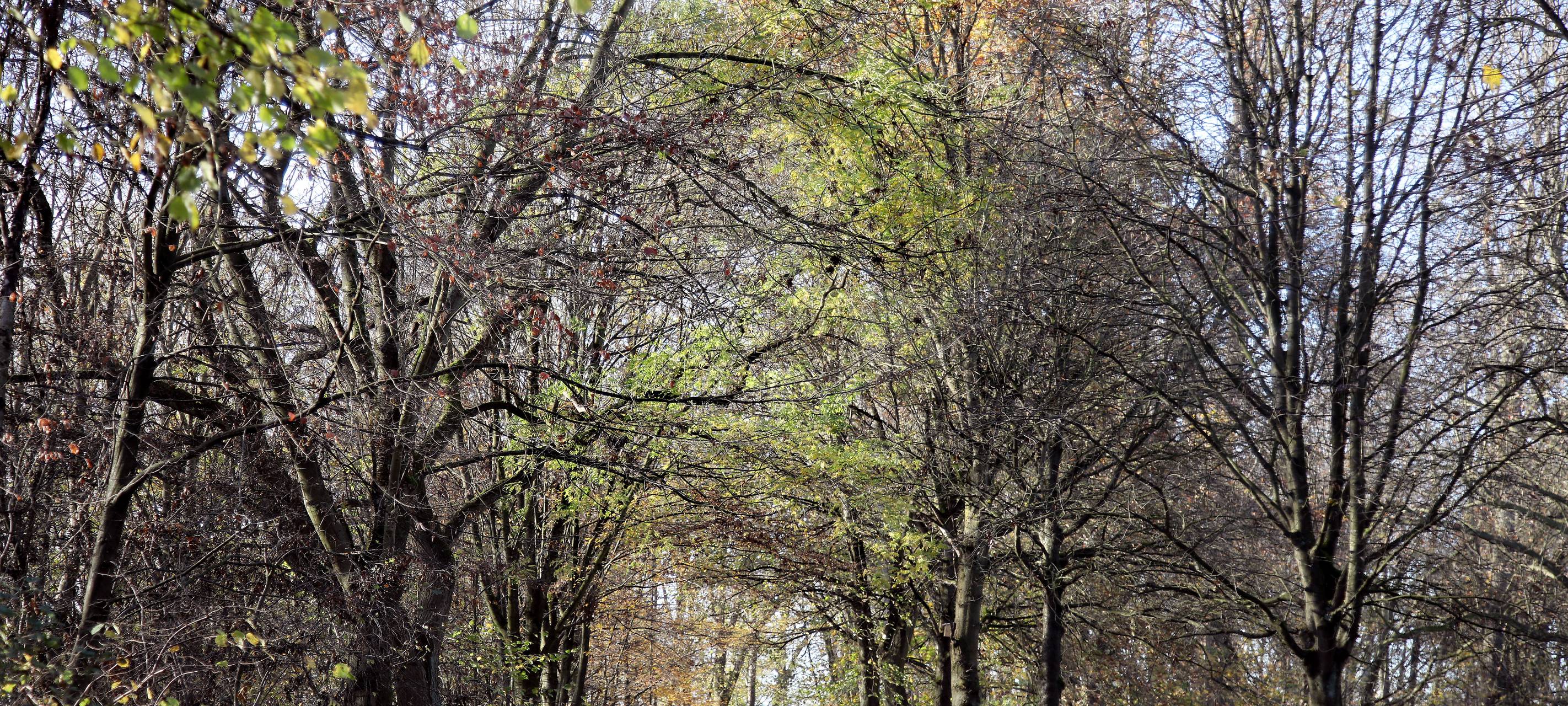 Wege im Ruhrpark werden saniert